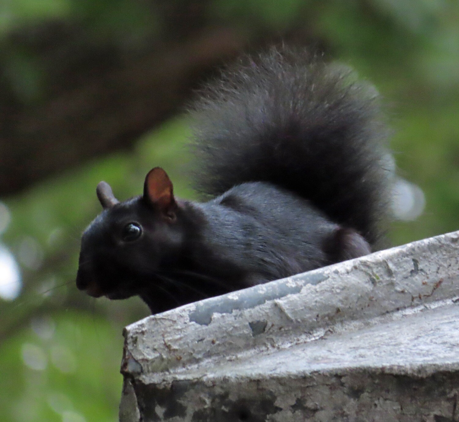 black squirrel on edge of roof