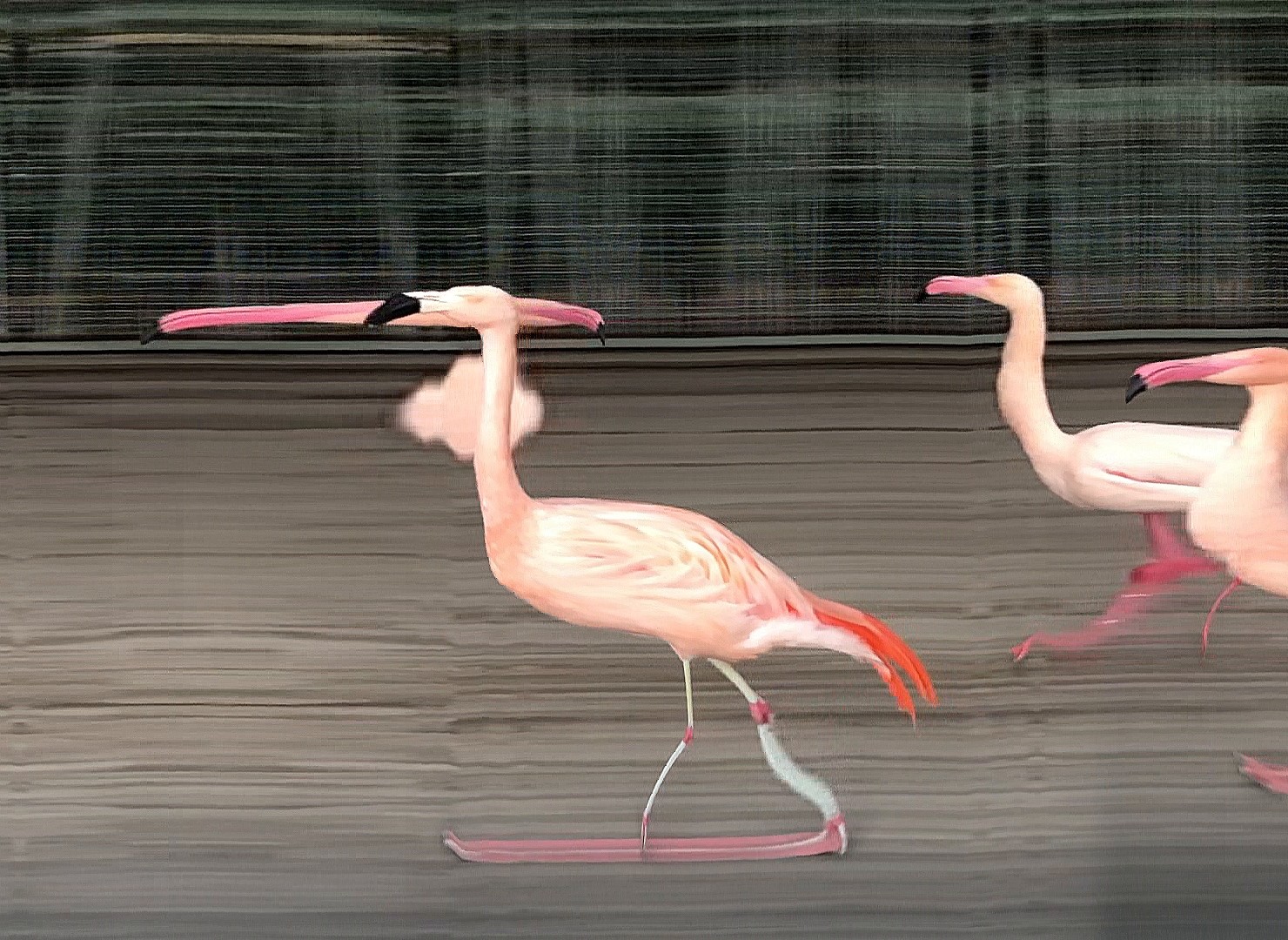 The simulated optical slit deforms the body shape of the slowly moving flamingos.