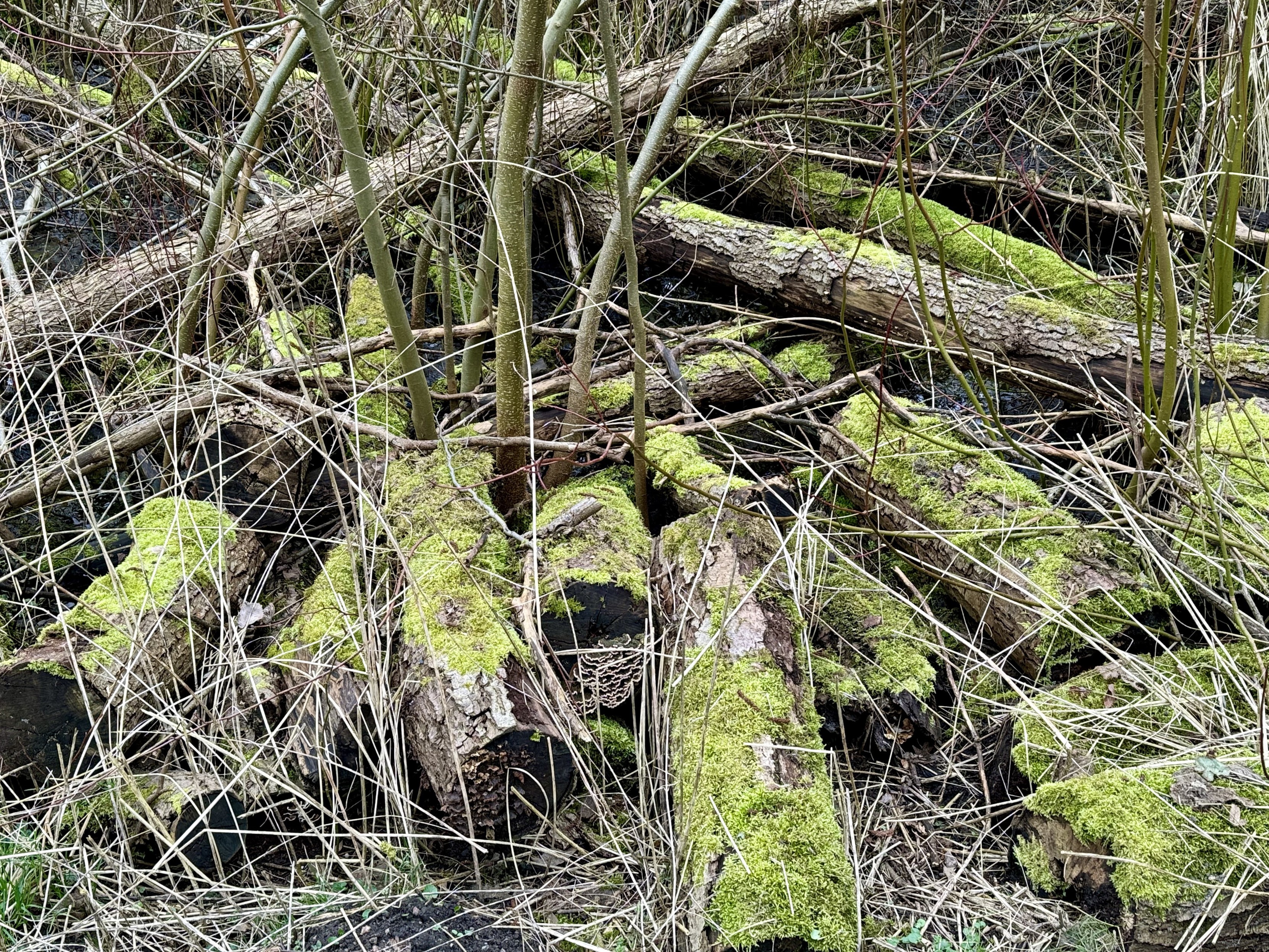 Umgefallene Baumstämme mit Moosbewuchs in einem Wald.