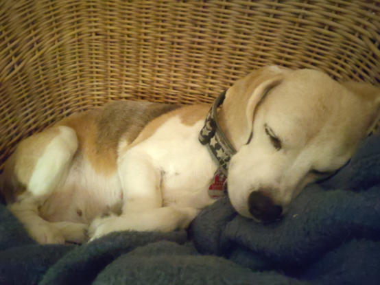 A light coloured Beagle sleeping on a blue blanket in a basket.