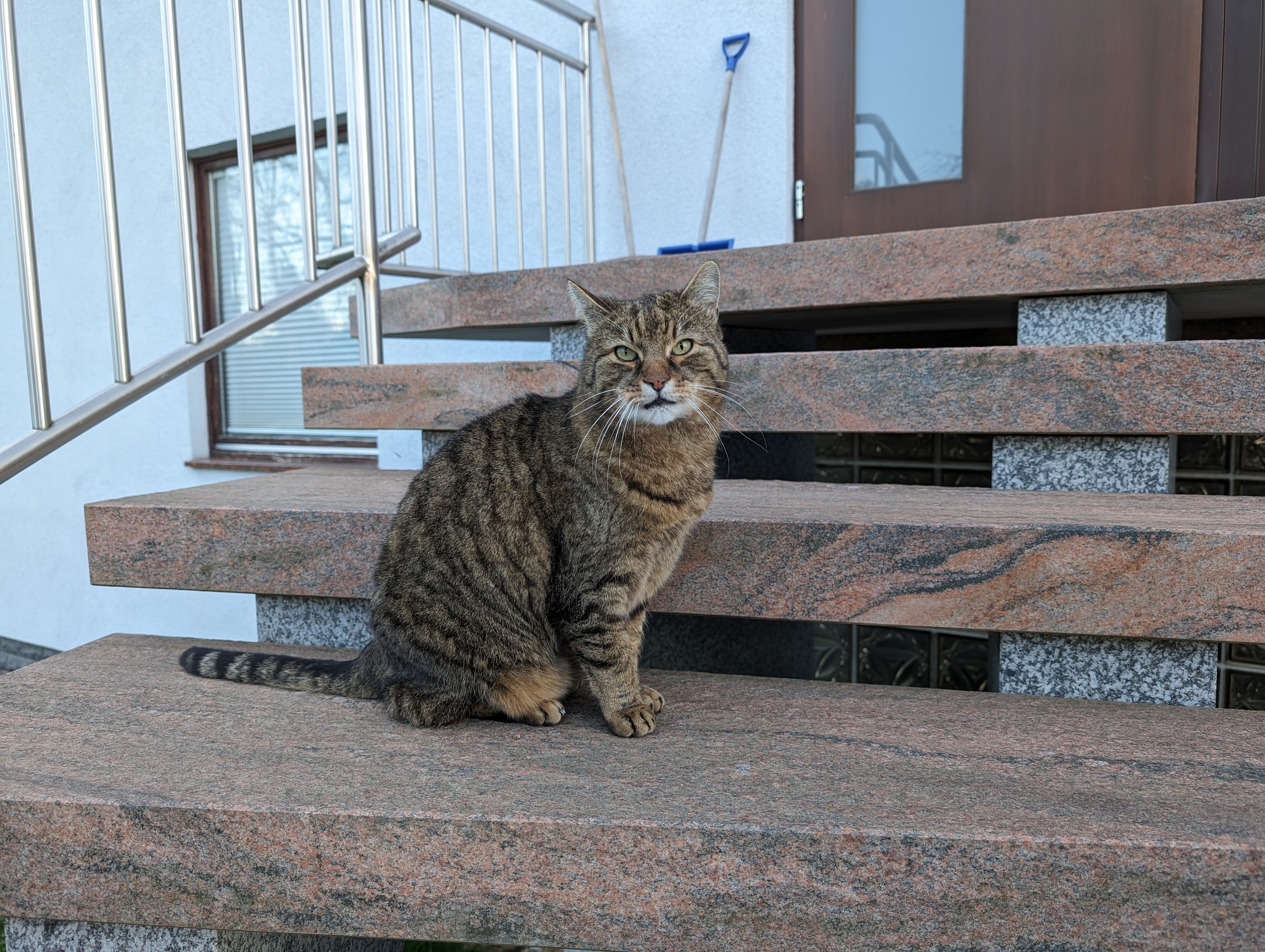 Jimmy, ein plüschiger, getigerter Kater, sitzt mit seiner Seite zur Kamera auf einer Steinstiege. Er hat den Kopf gehoben und schaut neugierig zur Kamera.