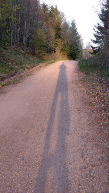 A forest way with a long shadow of a cyclist on its ground.