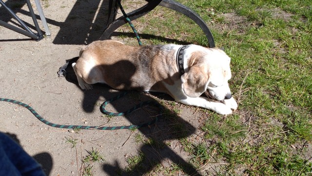 A beagle laying in the sun. Shadows of a bicycle and and a bench are visible.