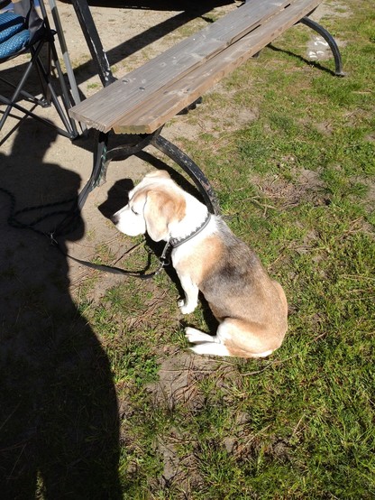 A beagle sitting on grass.