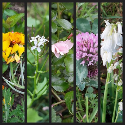 Collage aus 5 Fotos nebenander. Gezeigt sind Blüten der genannten Pflanzen.
