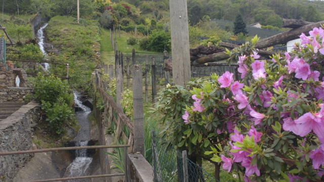 A small creek coming down a steep and green hill, later inside a channel. Pink flowers on a fence on the right side. A lantern post inbetween.