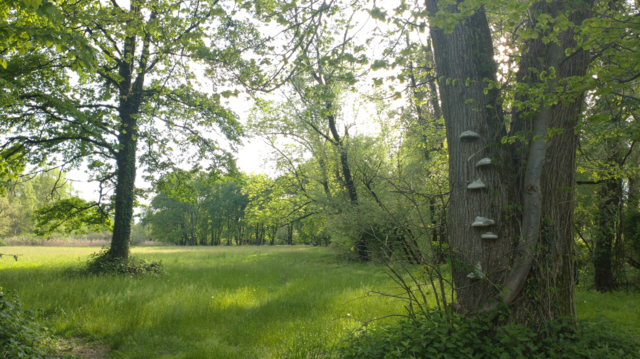 A meadow and some trees. One tree has two thick trunks and the sun shines through their V. On the left there are multiple mushrooms growing, on the right trunk, a second, much thinner tree seems to grow along.