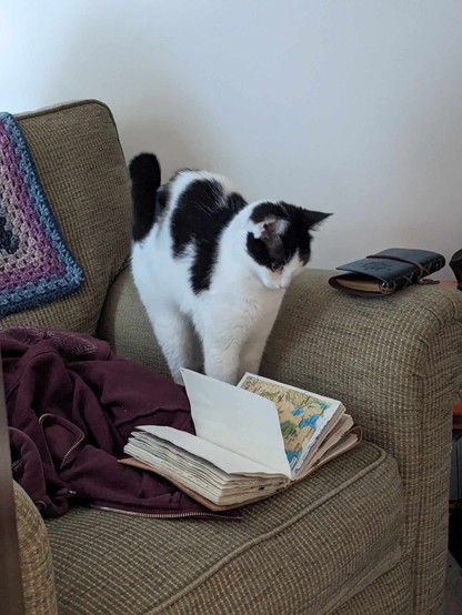 A black and white cat stands tall looking quizzically at a book of maps on a sofa. 