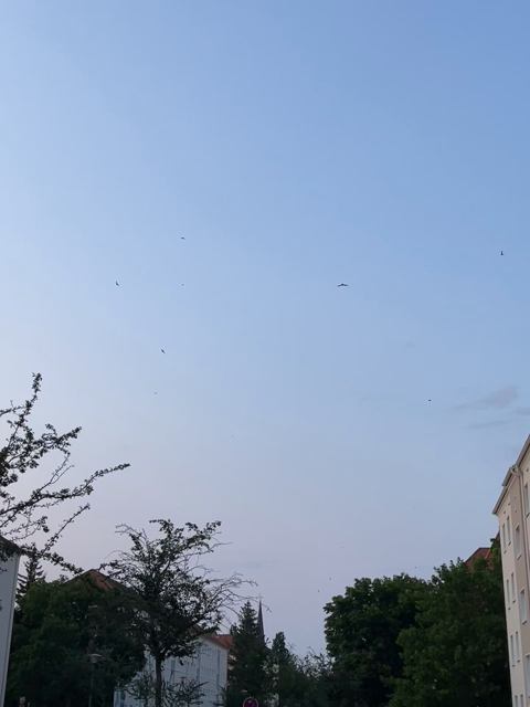 Swifts in the sky flying really fast 