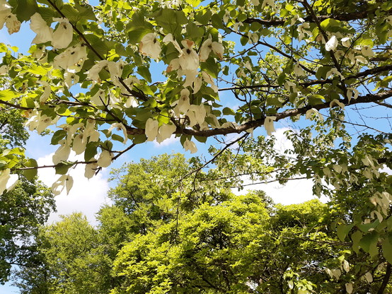 Blühender Taschentuchbaum, im Hintergrund blauer Himmel mit Wolken und weitere Laubbäume