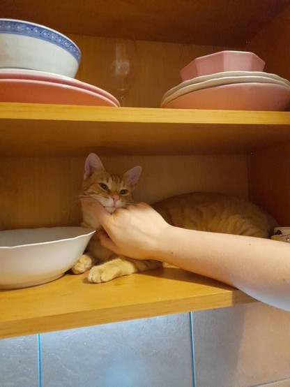 Ein kleiner oranger Kater mit rosa Öhrchen und rosa Näschen liegt in einem Küchen-Hochschrank neben einer Salatschüssel und wird von einer Hand am Kinn gekrault. Er schaut zufrieden drein.