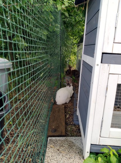 Ein weißes Kaninchen mit gesprenkelten Ohren (Socke) chillt in einem schattigen Spalt zwischen Stall und Zaun.
