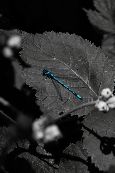 An all but blue desaturated color photo of an Azure Damselfly perched on a serrated leaf, highlighted by its vivid blue body against a mostly monochrome background. (Photo by me CC BY 4.0)