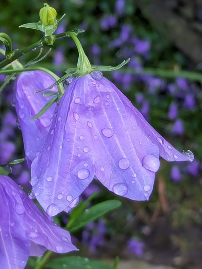 Blüten nach einem Regenguss, Close-up