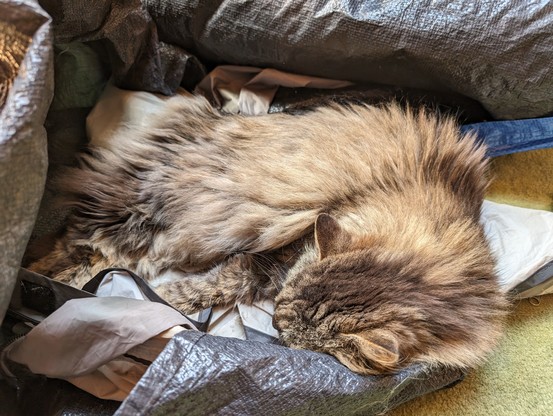Kitty, eine flauschige Langhaarkatze, liegt eingerollt auf einer Zeltplane und schläft.