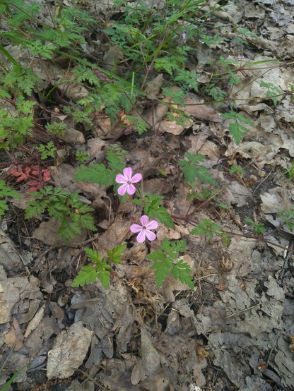 Foto vom Laubwaldboden. Altes, graues Laub bedeckt den Boden. Eine Pflanze mit zwei Blüten ist in der Mitte zu sehen. Gattung: Storchschnabel.