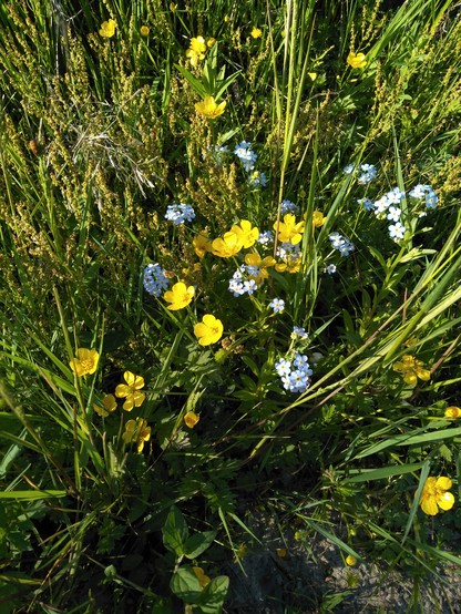 Foto von einem Wiesenausschnitt mit Vergissmeinnicht- und Hahnenfuß-Blüten in blau und gelb.