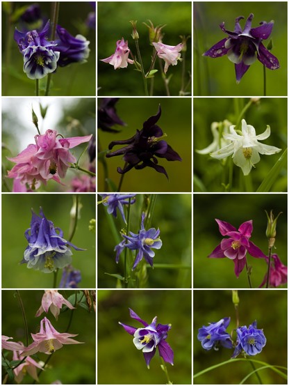 Collage aus 12 verschiedenen Akeleienblüten. Farben von weiß über hellrosa, lila bis dunkelblau und fast schwarz lila. Formen von fast gleichmäßig glockenförmig bis elfenhaft fledderig.