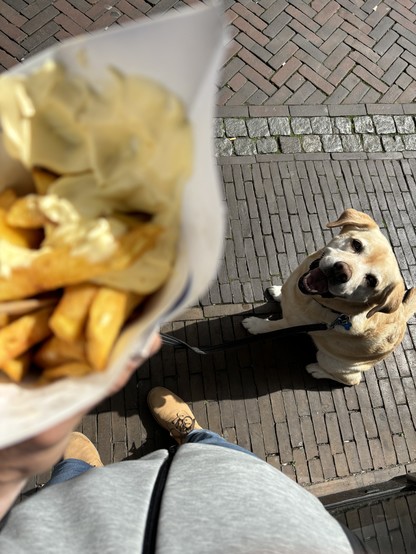 A Labrador looking up and smiling, hoping that some tasty fries will come his way.