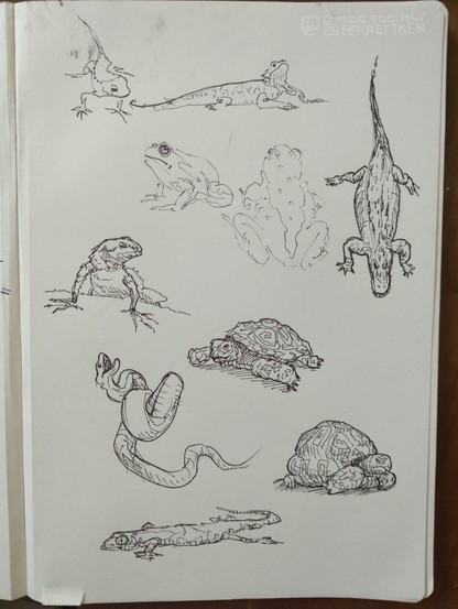 Black ink on paper

Sketches of Frogs/ Toads, Lizards, Turtles, a Snake and a crocodile/ alligator (?).