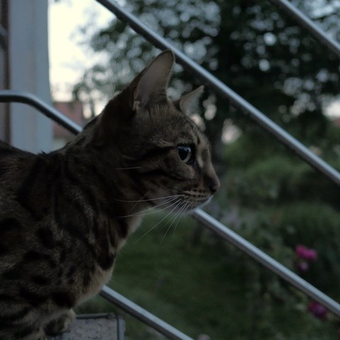 T'Pau the bengal cat sitting on the stairs in front of the house, in the evening. The photo is taken from the side, the photographer sitting on the stairs next to her. T'Pau is looking towards the right.