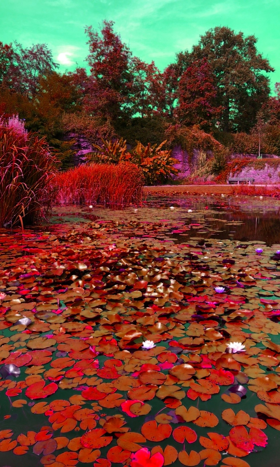 A pond with water lilies under a green sky.