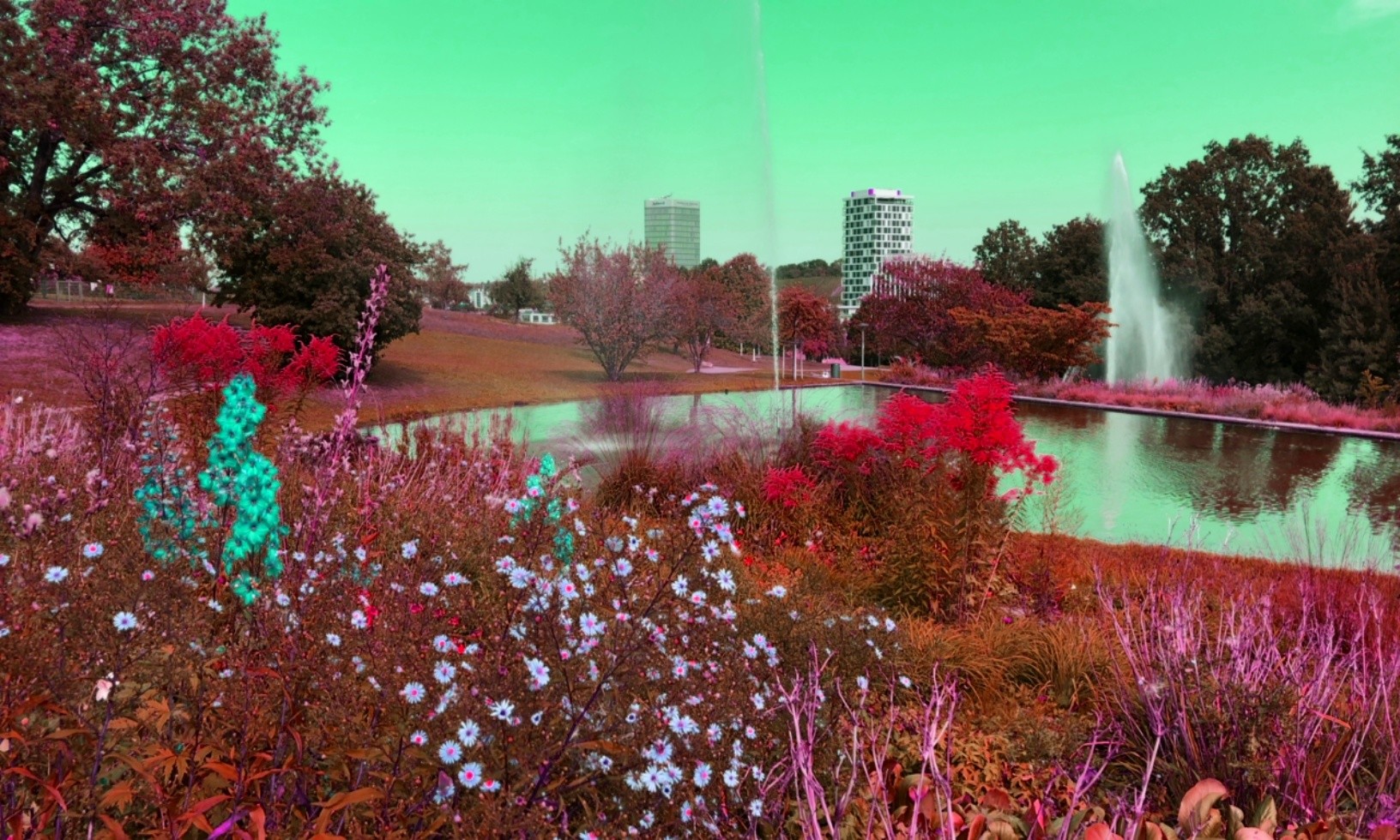 Flowers in the park. The green sky is reflected in the pond.