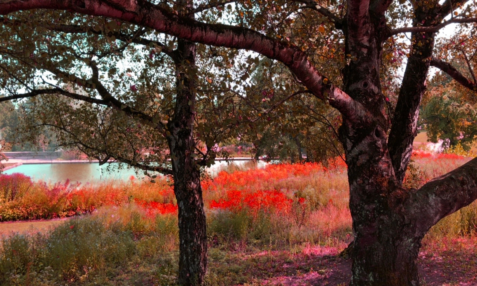 Flowers under the trees. All in false colors.