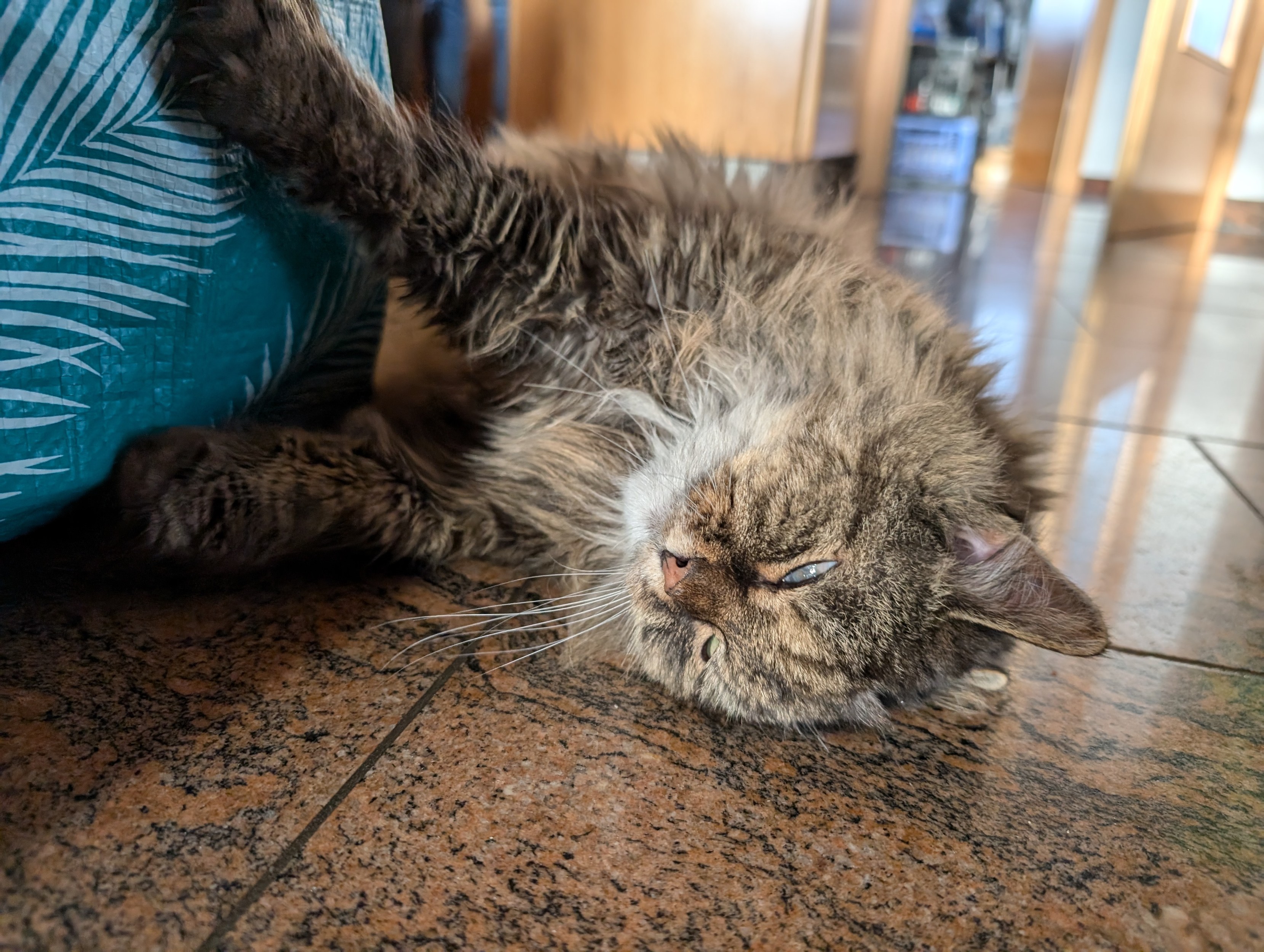 Kitty, eine flauschige Langhaarkatze, liegt auf ihrer Seite auf einem Steinboden. Sie stützt sich mit den Vorderpfoten an einer Tasche neben ihr ab und hat den Kopf auf den Boden gelegt. Sie wirkt sehr entspannt 