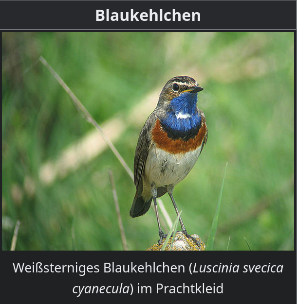 Wikipedia-Screenshot. Ein Foto eines Vogels auf einem Zweig. Er hat größtenteils graubraunes Gefieder, aber die vordere Hals- und Brustpartie ist leuchtend blau.

Darunter der Text "Weißsterniges Blaukehlchen (Luscinia svecica cyanecula) im Prachtkleid".