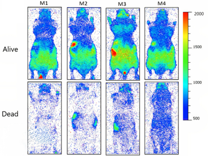 'Aura' pictures of dead and alive mice in comparison. 'Aura' pictures of dead and alive mice in comparison.
