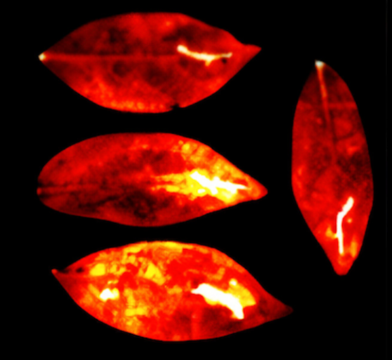The 'aura' of leaves. The 'aura' of leaves.