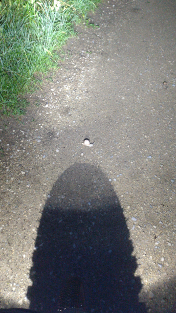 Blick über das Vorderrad meines Brompton G-Line auf eine noch leicht feuchte Erdstrasse. Im Scheinwerferlicht eine Weinbergschnecke.