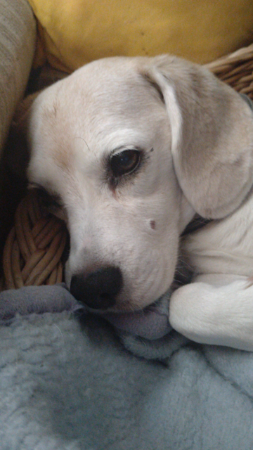 Close-up of a nearly white beagle's head. She's looking nearly into the camera.