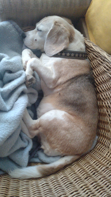 A light-colored beagle laying on a light-blue blanket in a basket chair. Picture from above.