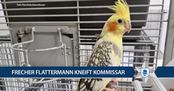 Bild von Nymphensittich in Käfig, mit Titelbalken "Frecher Flattermann kneift Kommissar"