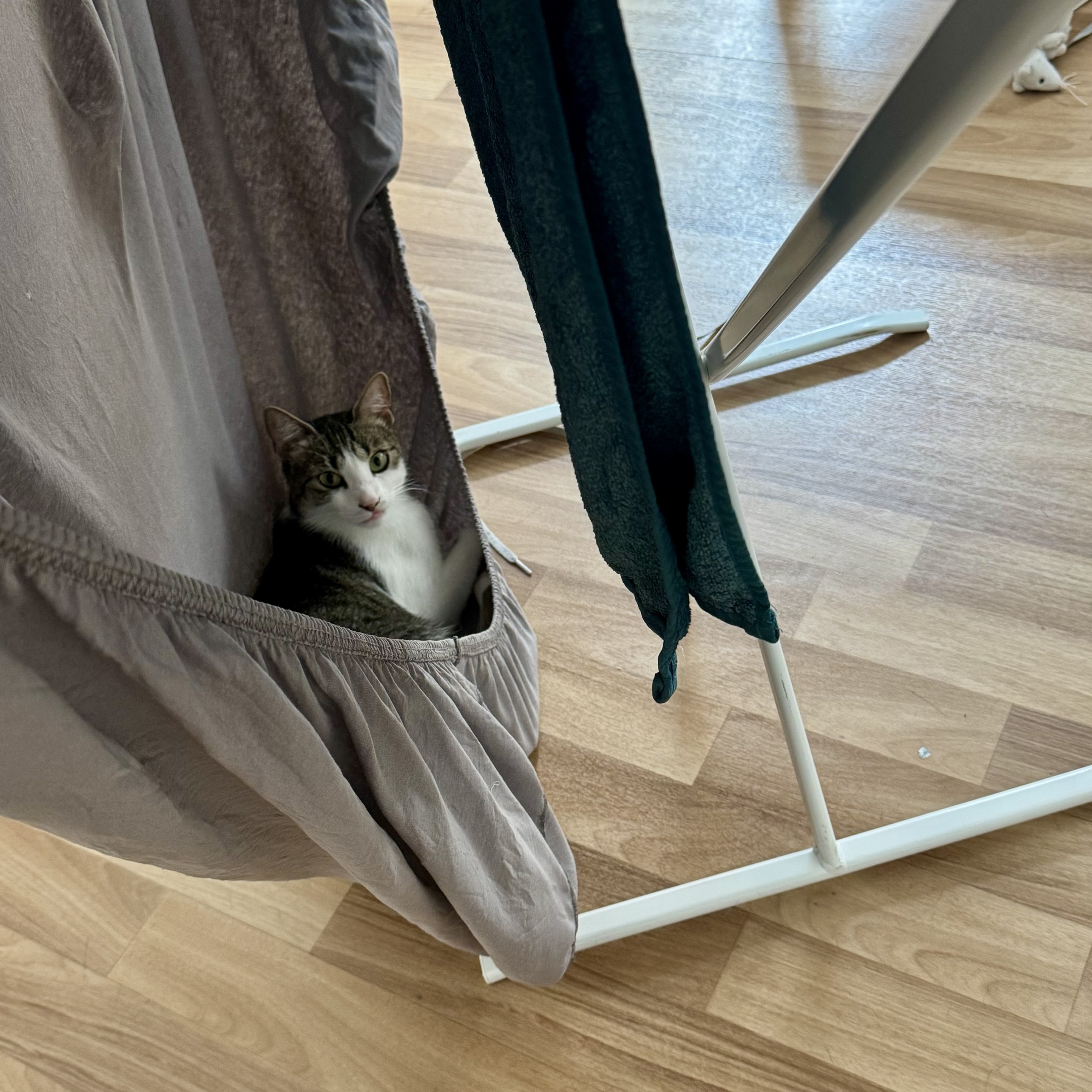 Judy (cat) sitting inside a bedsheet, using it as a hammock, looking curiously at the camera. In the background, there is a clothes drying rack with a towel hanging. The floor is made of light wood.