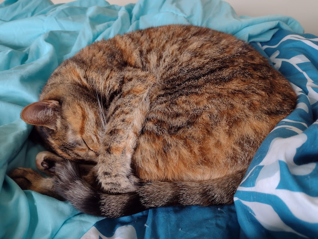 Becky, our middle aged d̶e̶m̶o̶n̶ torbie, is curled up asleep on my blue-and-white comforter. Her tail lies along the bottom of her body like a striped underline. You'd never suspect, from this adorable photo, what a little horror she can be.