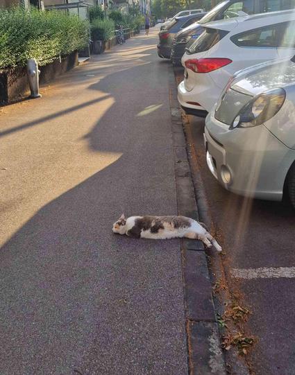 Weiss-braun-schwarze Katze liegt so flach und langgestreckt auf dem Trottoir, dass sie aussieht, als wäre sie geschmolzen.